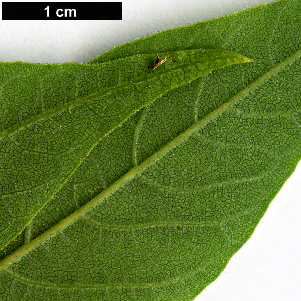 High resolution image: Family: Simaroubaceae - Genus: Ailanthus - Taxon: altissima - SpeciesSub: var. tanakae